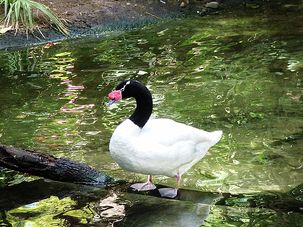 Lyuba Filatova - Black-necked Swan