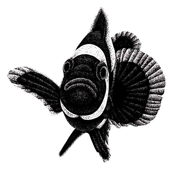 Loren Dowding - Black ocellaris clownfish illustration