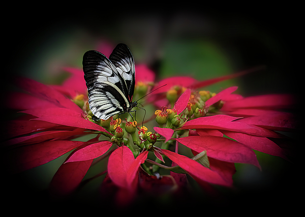 Lily Malor - Black Postman Butterfly on Poinsettia Flower