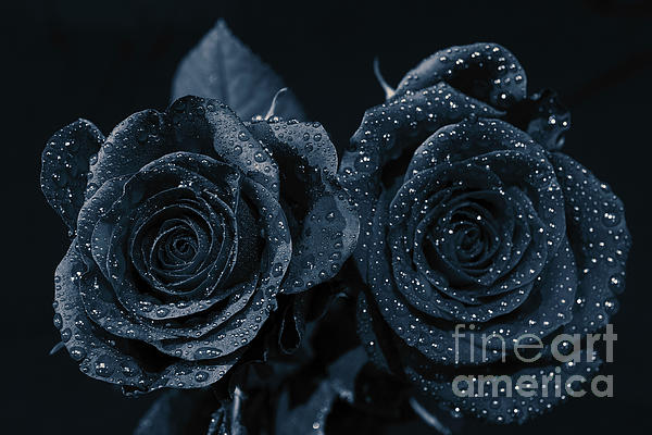 Premium Photo  Black rose flower close up dark roses background