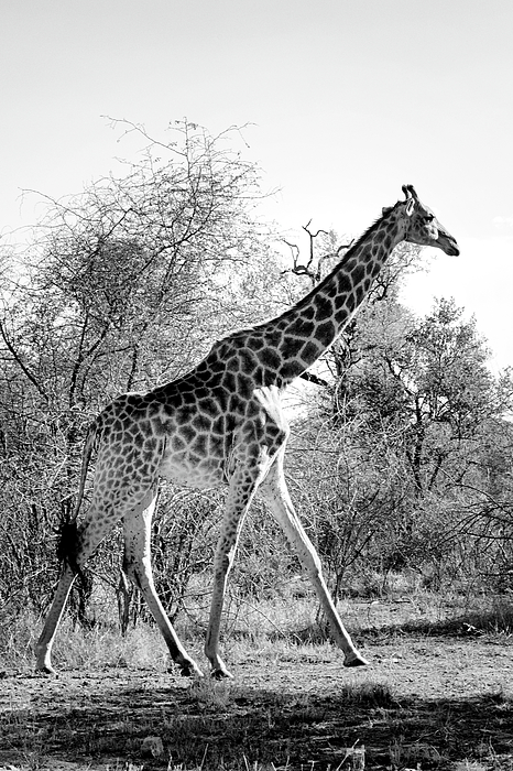 Animal Art