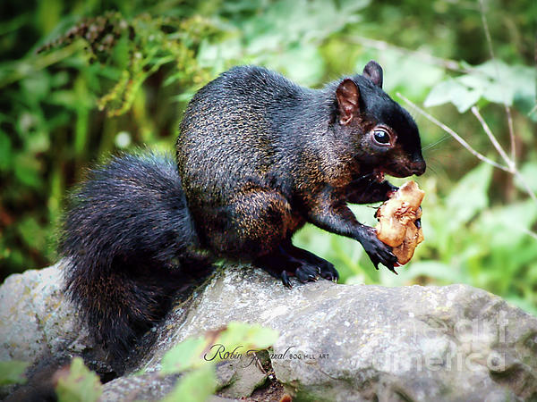 Robin Amaral - Black Squirrel Eating Mushroom