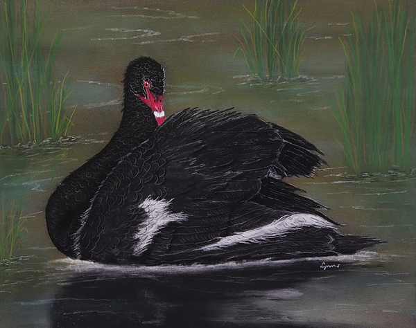 Dreamz - - Black Swan