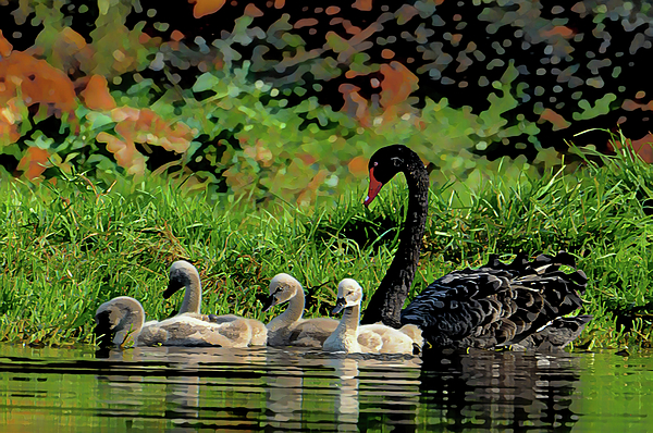 Eckart Mayer Photography - Black swan family outing