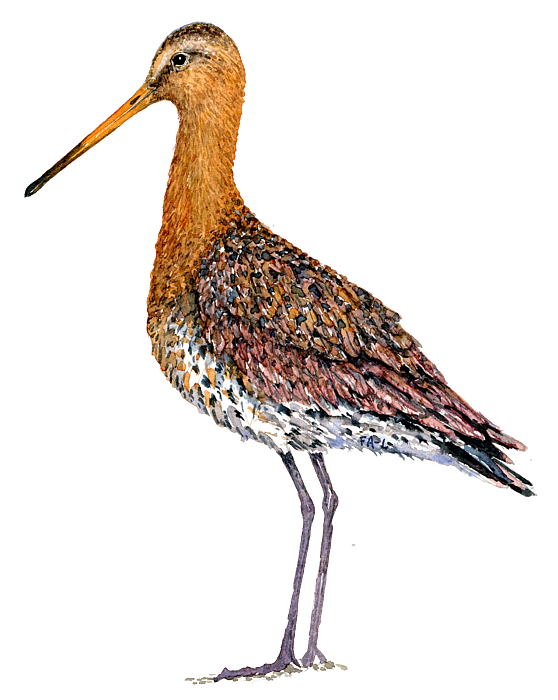Black tailed godwit watercolor Onesie by Frits Ahlefeldt-Laurvig
