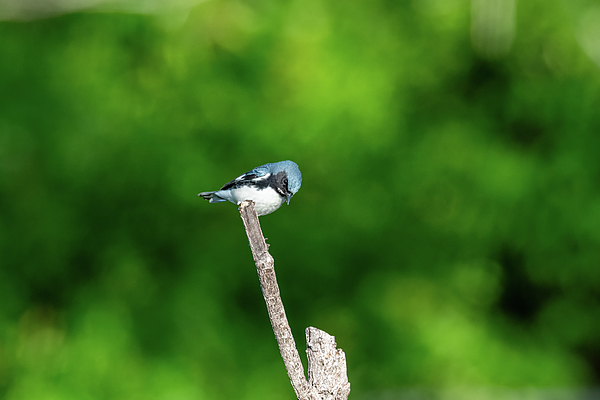 John Kirkland - Black-throated Blue Warbler - 1