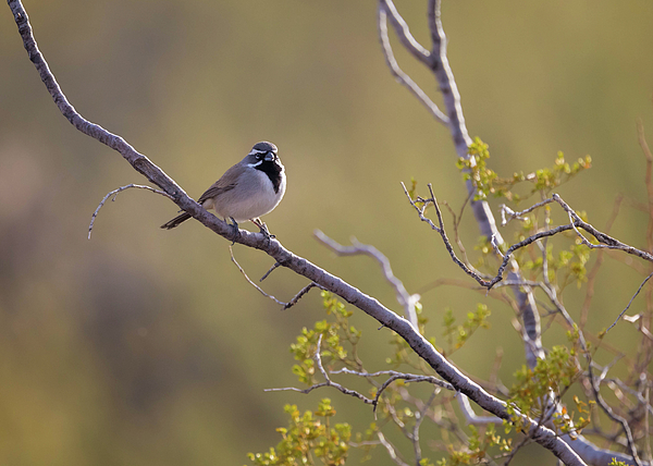 Rosemary Woods Images - Black-throated Sparrow 