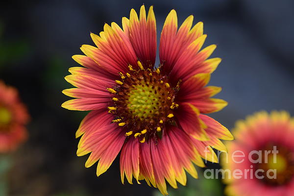 Janet Marie - Blanket Flower To The Forefront