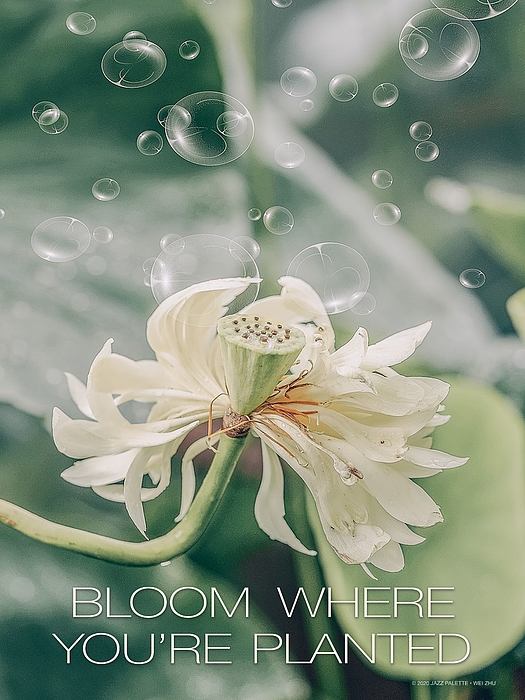 Bloom Where Planted Sticker, 3x3 in.