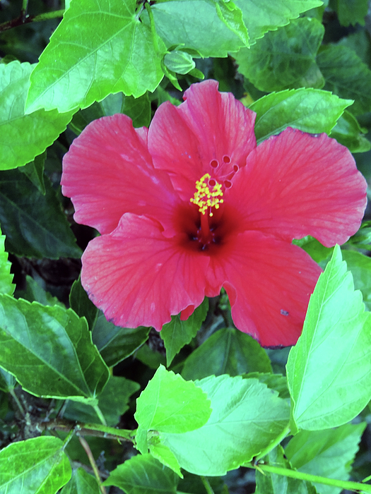 Leesie Annie Designs - Flower Blooming in April in Central Florida