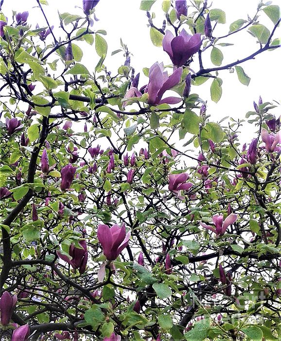 Marine B Rosemary - Blooming Magnolia After Rain1