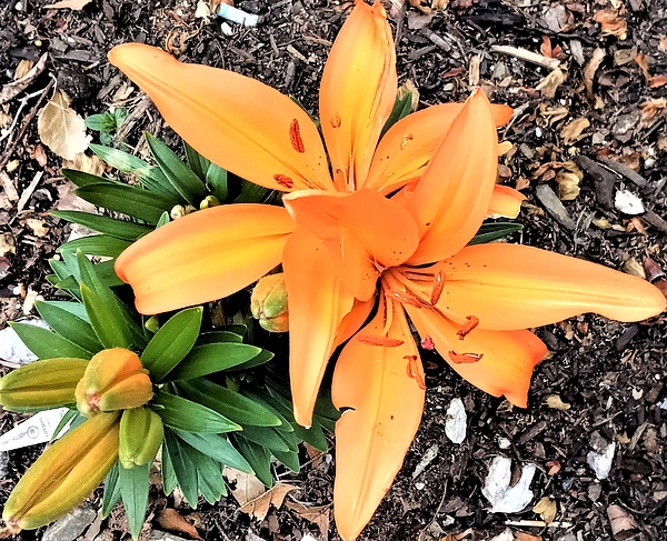 Marine B Rosemary - Blooming Orange Lily