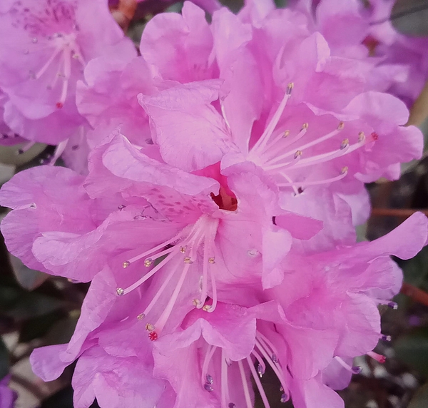 Marine B Rosemary - Blooming Rhododendron 1