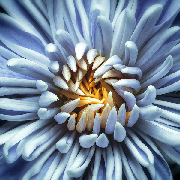 Christopher Johnson - Blue and Gold Chrysanthemum