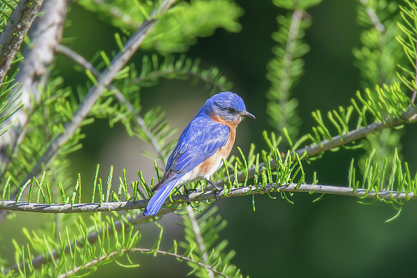 Steve Rich - Blue Bird - North Augusta South Carolina