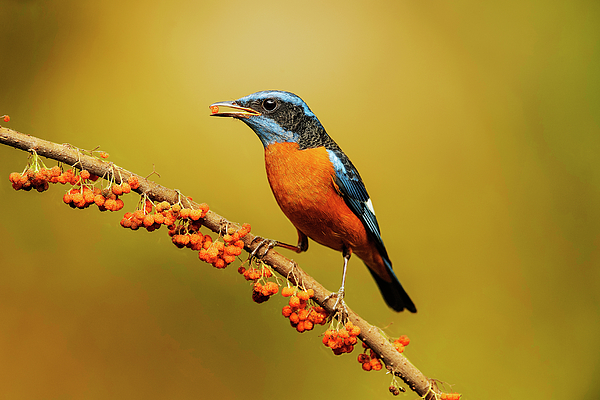 Blue capped rock thrush Male, Bird Greeting Card by Yogesh Bhandarkar