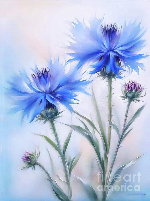 Lynn Bolt - Blue Cornflowers