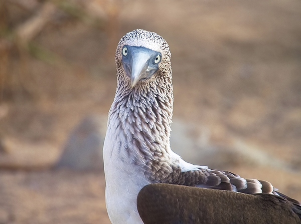 Nature Wild Photography - Blue-footed Booby Looking At You