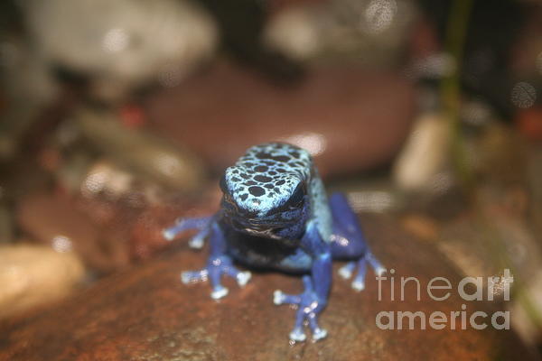 Saving Memories By Making Memories - Blue Frog