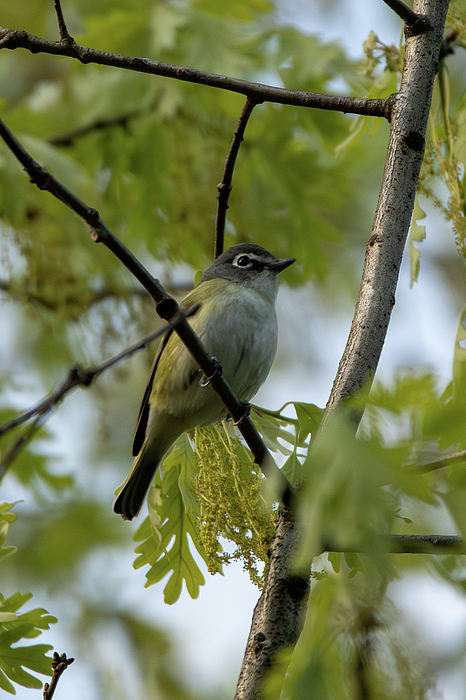Candice Lowther - Blue-headed Vireo