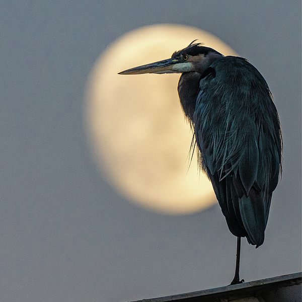 Brian Morefield - Prose Imagery - Blue Heron Blue Moon