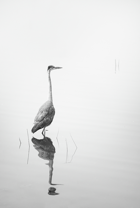 William Dunigan - Blue Heron in the Fog