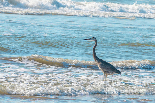 Bee Creek Photography - Tod and Cynthia - Blue Heron Surfing