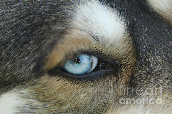 Deborah Kletch - Blue Husky Eye