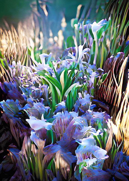 James Shaw - Blue Iris Bloom