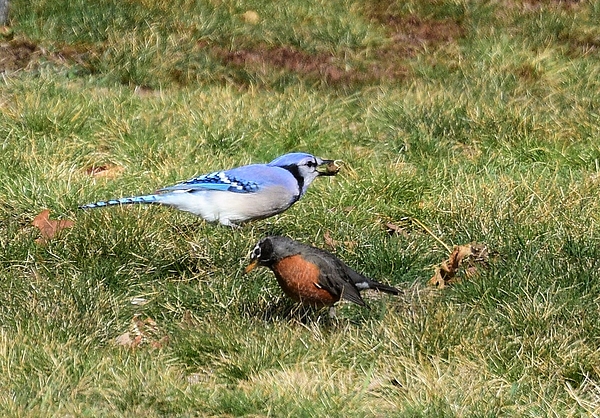 Blue jay and a Robin Baby Onesie