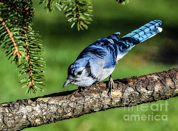 Cindy Treger - Blue Jay in the Shadows of Pine Branches