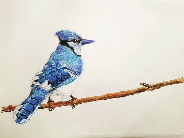 Blue Jay and Cardinal Drawing by Ismael Aguilar - Pixels