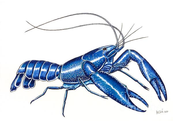 Graham Wallwork - Blue Lobster Crayfish 