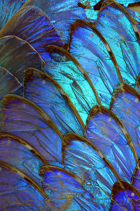 Iridescent Blue Peacock Feathers by Tammy Kelly