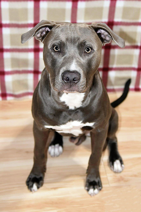 Blue Pitbull Dog Animal Portrait Cute Tall T-Shirt