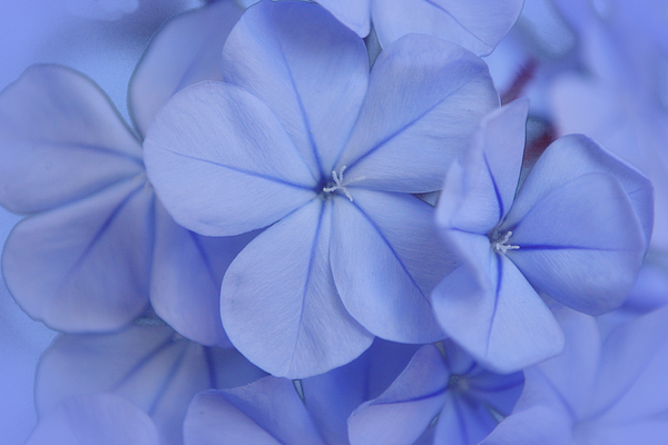Gaby Ethington - Blue on Blue Tropical Plumbago Flowers