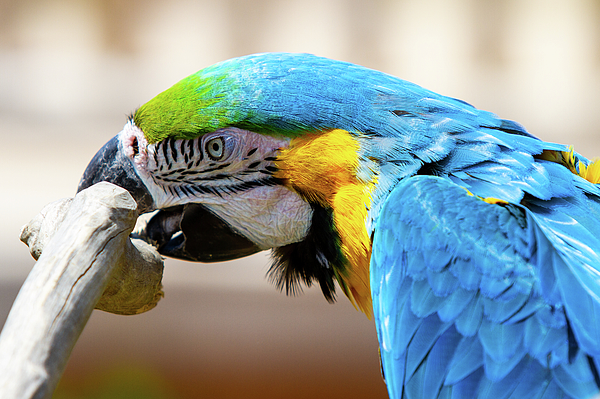 Bird Photographs