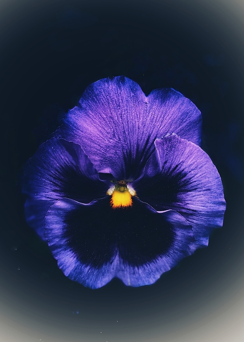 Flower Photographs