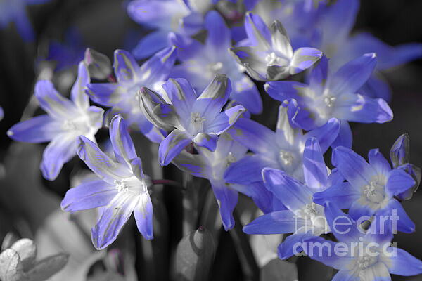 Scott Mason Photography - Blue Spring Flowers in Iowa