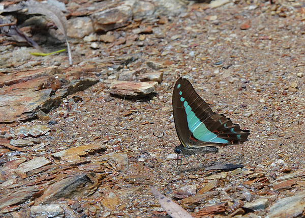 Maryse Jansen - Blue Triangle Butterfly