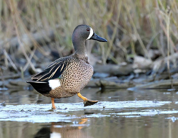Steve Gass - Blue Winged Teal 438, Indiana