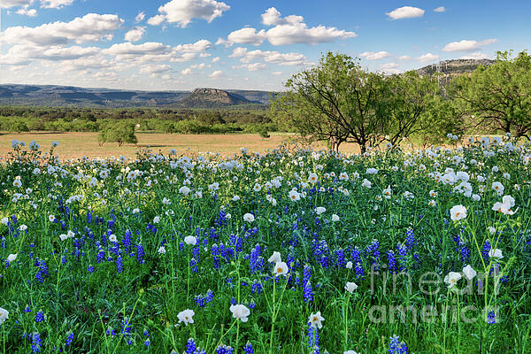 Bee Creek Photography - Tod and Cynthia - Bluebonnets Prickly Poppies in the Texas Hill Country