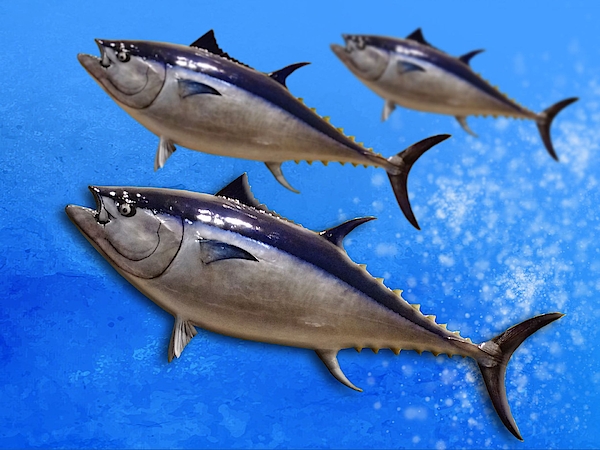 Bluefin Tuna Shirt -  Canada