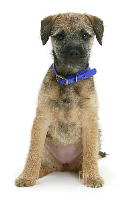 https://images.fineartamerica.com/images/artworkimages/medium/3/border-terrier-pup-warren-photographic.jpg