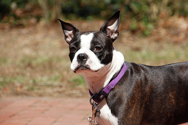 Boston terrier fleece sales blanket