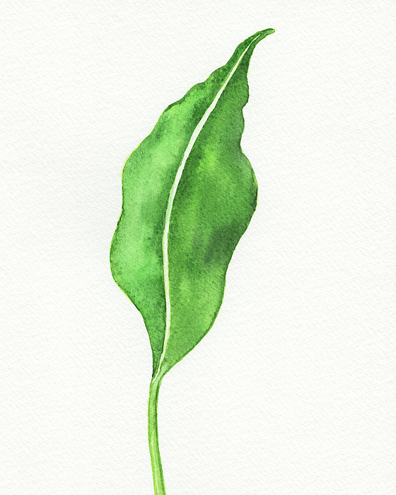 Irina Sztukowski - Botanical Tropical Watercolor Green Single Leaf 