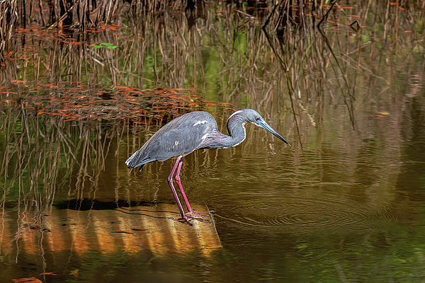 Steve Rich - Botany Bay - Driving Tour -Tricolored Heron