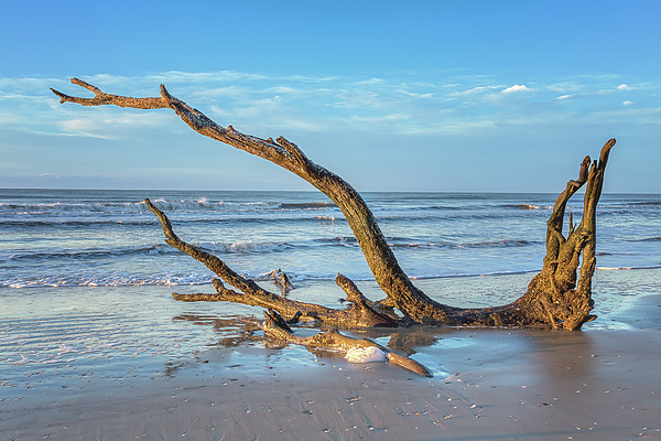 Steve Rich - Botany Bay South Carolina - Fallen Tree 