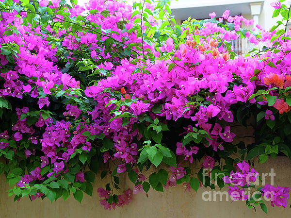 Bougainvillea in my Garden Jigsaw Puzzle by Mini Arora - Pixels