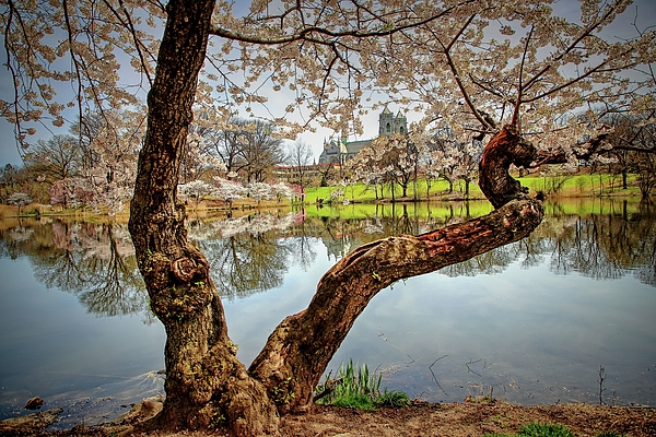 Geraldine Scull - Branch Brook Park cherry blossoms on the lake at St. Cathedral  Basicilia 
